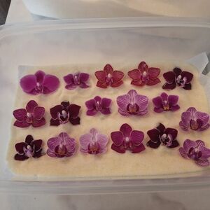 Purple and Pink Orchid Flowers Earing Collection